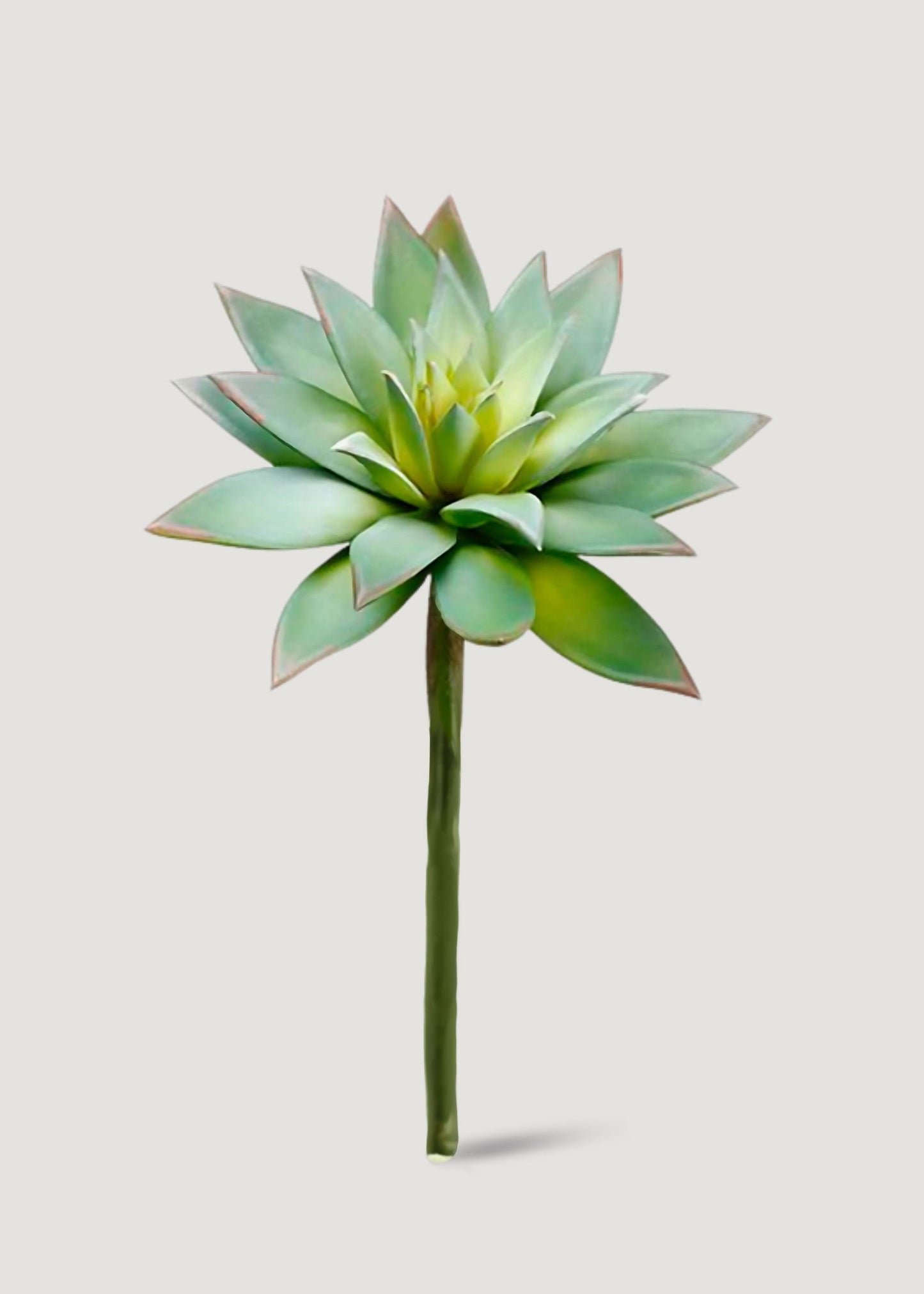 Artificial Echeveria Succulent Pick - 7" Wide