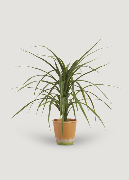 Artificial Dracaena Succulent Plant in Pot - 25.5"